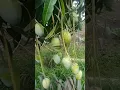 Download Lagu aamba pikato ras glato 🤤🤤#mango#
