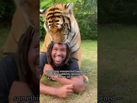 Rescue the tiger #animal #shorts