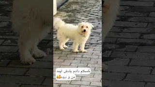یدفعه شناخت خیلی مهربونن خدایی  مهربون             دندنها