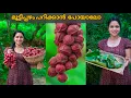 Download Lagu Let's go pick some mangoes..@saranyasbeautyvlogs