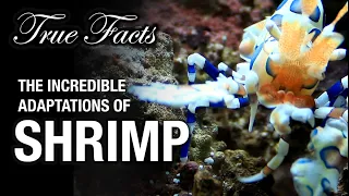 Download True Facts: The Remarkable Adaptations of Shrimp MP3