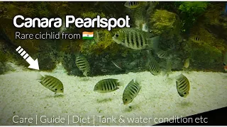 Download Canara pearlspot | Etroplus canarensis, Banded Chromide | Rare Cichlid from India @LushAqua MP3