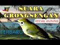 Download Lagu 🔴 TIGA VARIASI AUDIO GRONGSENGAN LOMBA KECIAL KUNING @KecialKuningGacor
