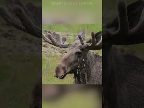 creepy dave moose