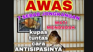 Download PENYEBAB BURUNG JONGKANGAN MATI DAN CARA MENGATASINYA MP3