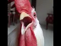 Download Lagu Ayam jantan mengeluarkan suara peringatan | keraskan volume | ft Mohobat si ayam jantan