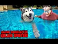 Download Lagu DIKIRA MAIN AIR!!! ANJING TENGGELAM DI KOLAM 3 METER!!! SUSAH NAFAS, NANGIS LIATNYA!!!