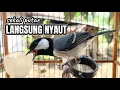 Download Lagu Pancingan Glatik batu | Gelatik Batu Gacor | Wucit2 Panjang | Bikin Glatik ikut bunyi nyautin