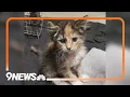 Rare male calico kitten lands at Colorado shelter