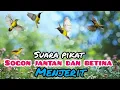 Download Lagu Suara Pikat Sogon Jantan Dan Betina Menjerit ampuh Untuk Pikat