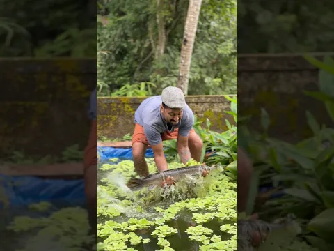 ഗിനി പന്നിയുടെ ആഹാര രീതികൾ #shorts
