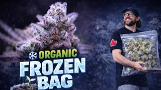 ORGANIC FROZEN BAG | INSANE RESULTS! | EVERYTHING I DID