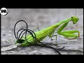 Download Lagu This Is What All Mantises Are Afraid of