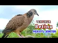 Lagu Suara Burung Tekukur Betina Memanggil Jantan Supaya Bunyi