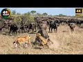 Download Lagu Leven of dood: roofdier versus prooi in de Afrikaanse savanne | Documentaire over wilde dieren