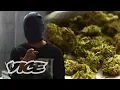 How to Treat Weed Dealers According to a Weed Dealer