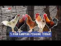 Download Lagu 5 AYAM KAMPUNG PEDAGING TERBAIK PART 1