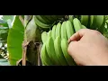 Download Lagu Perlakuan Pohon Pisang Candevis