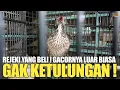 Download Lagu SANGAT LUAR BIASA BURUNG INI SAMPAI GACOR DOR GITU ! PANTESAN JADI INCARAN BANYAK ORANG !