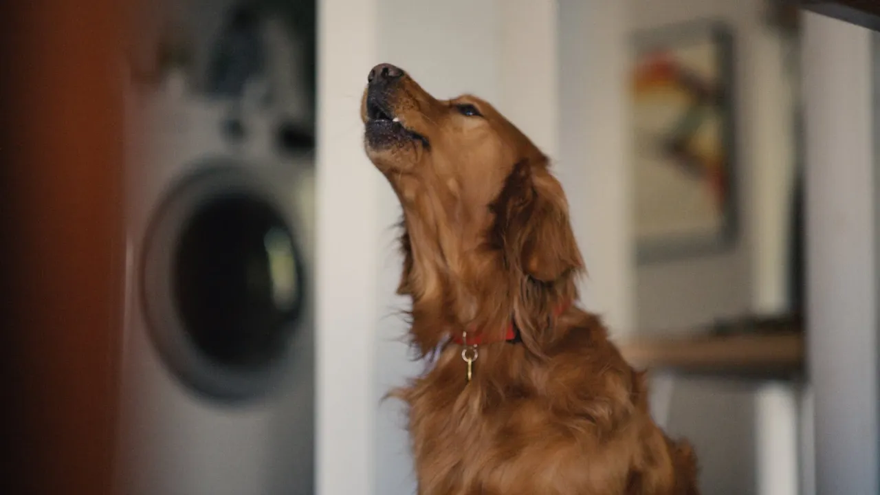 Chewy — Chewy — Automatic Delivery for Your Pet (YouTube video ad)