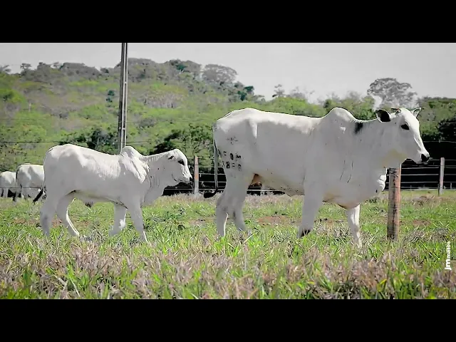 Matriz Nelore AFOM - 3888