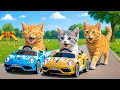 Download Lagu Mama Cat Trims Fur on the Farm and Makes Tiger Hat For Kittens At Home🐾🎩🐯