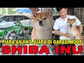 Download Lagu Grebek Anjing Juara Dalam Garasi Motor Gede - Shiba Inu
