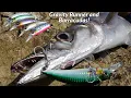Barracudas in rough and calm sea with Gravity Runner 100 55gr So easy fishing