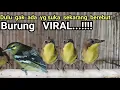 Lagu BURUNG VIRAL...❗❗❗Dulu GAK ADA YG SUKA SEKARANG BEREBUT❗❗❗