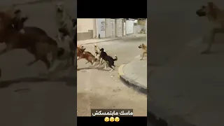 ماسك مابتمسسكش لو دارت العركه 