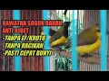 Rawatan sogon bahan/ombyokan anti ribet,pasti gacor