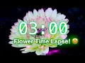 3-Minute Timer with Music Stunning Flower Bloom Time Lapse for Classroom Focus