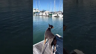#Fyp #dream #doberman #pets #YouTube