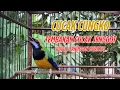 Download Lagu CUCAK CUNGKOK FULL GACOR EDAN , SUARA KASAR MENYERAMKAN