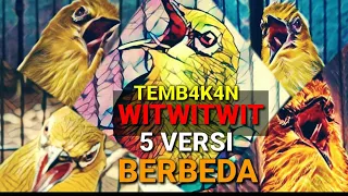 Download SUARA PLECI NEMBAK WITWITWIT DENGAN LIMA VERSI BERBEDA MP3