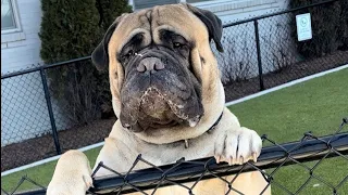 Un mastín gigante cree que es un cachorro diminuto.