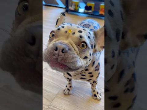 Stella got fresh new spots! #cutedog #frenchbulldog