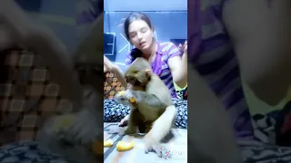 شلون تربي قرد 