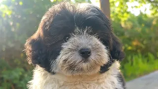 I Thought This Puppy Was Just Dirty... Then What I Found Under His Fur Shocked Me