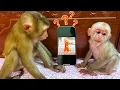 Download Lagu Monkey BiBi and the mysterious story of BiBi