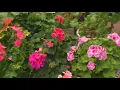 Download Lagu Geraniums are stupid easy | Gardening with Gutner