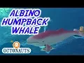 Download Lagu Octonauts - Albino Humpback Whale | Full Episode | Cartoons for Kids