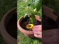 Download Lagu ORGANIC LEMON TREE 🍋 did you know coffee is a great fertiliser for your garden #shorts #short