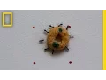 How Crazy Ants Carry Heavy Loads National Geographic