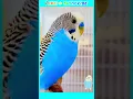 Download Lagu Suara Budgie untuk Budgie yang kesepian di rumah