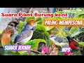 Download Lagu SUARA PIKAT BURCIL KOMBINASI SOGON RIBUT DAN  RIBUT MP3 ANTI ZONK SUARA JERNIH