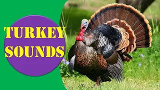turkey sounds turkey sound effect animal sounds 