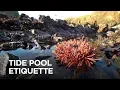 Tide Pool Etiquette
