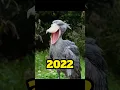 2022 shoebill stork in 3000 bce #shortvideo #mythology #mythologymonkeyshorts