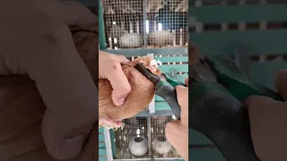 كان لازم اعمل كده للحمامة Pigeon يوسف صبحي 